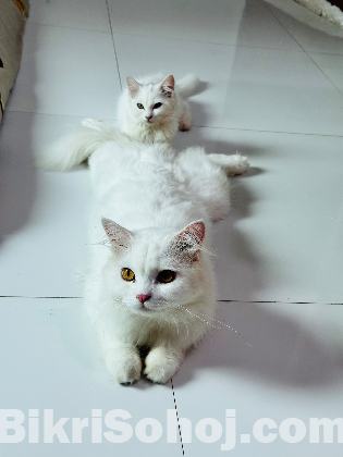 Persian Adult male cat